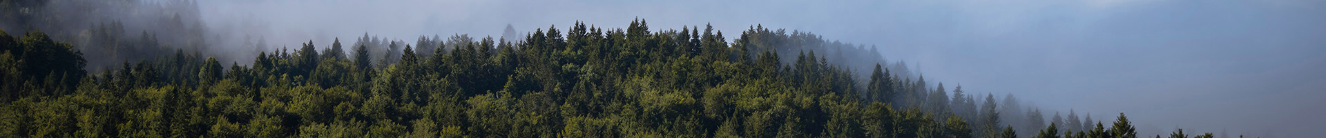 Cumplimiento Penal - Bosque de pinos con un cielo azul